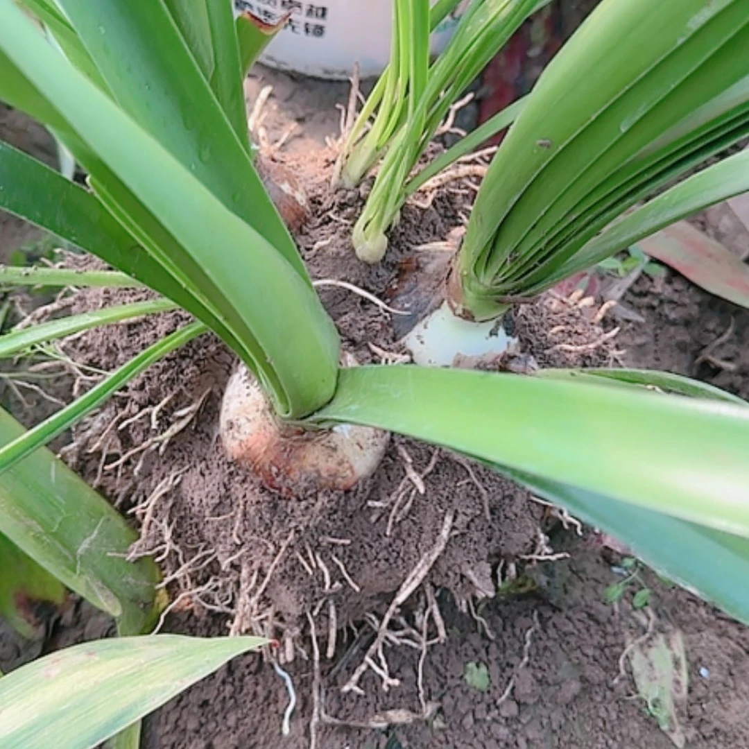 【闪购商品】无花朵琴*安吉拉坨坨琴之