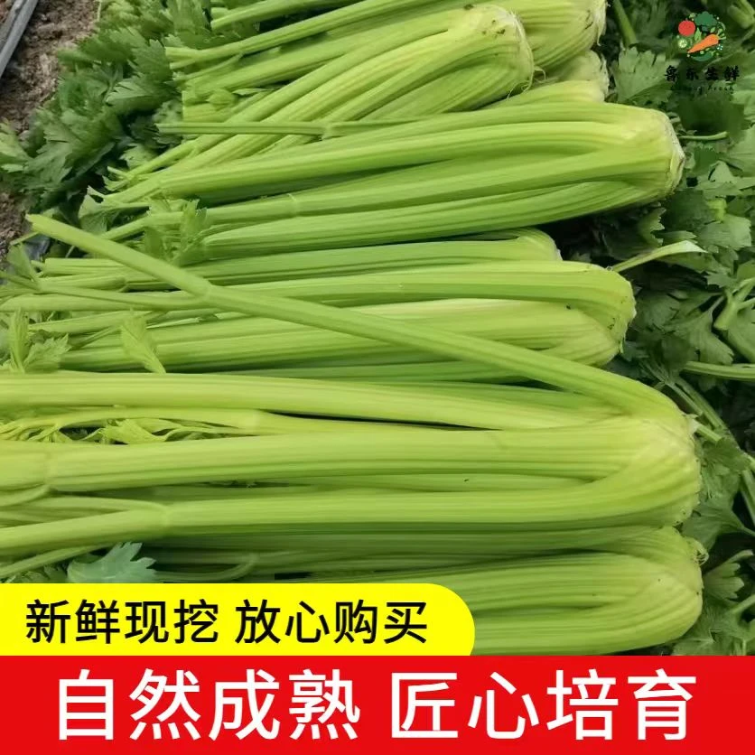 《直播专享价》菜农自销生吃榨汁烹饪西芹现挖现发健康无添加蔬菜