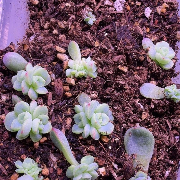 十月珍泥2颗一组随机发