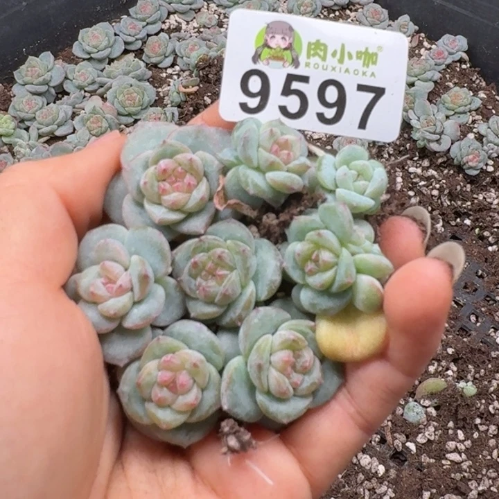 多肉植物多肉植物