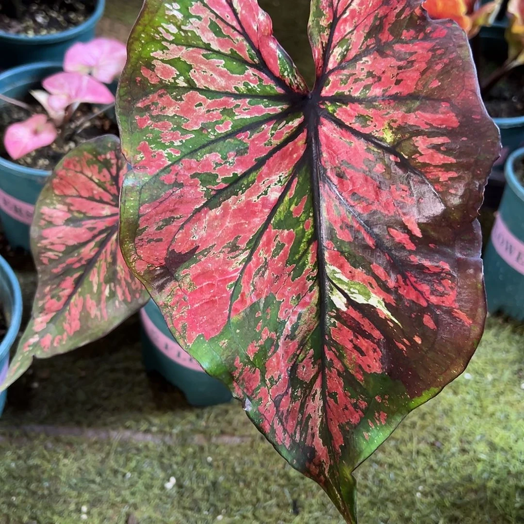 无花朵朋克泰彩养定48