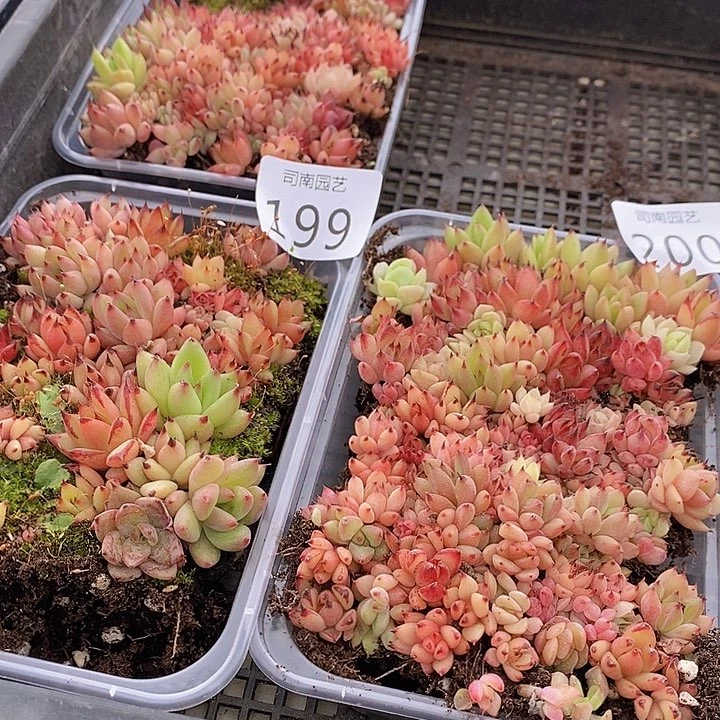 198-200 多肉植物盆栽花卉