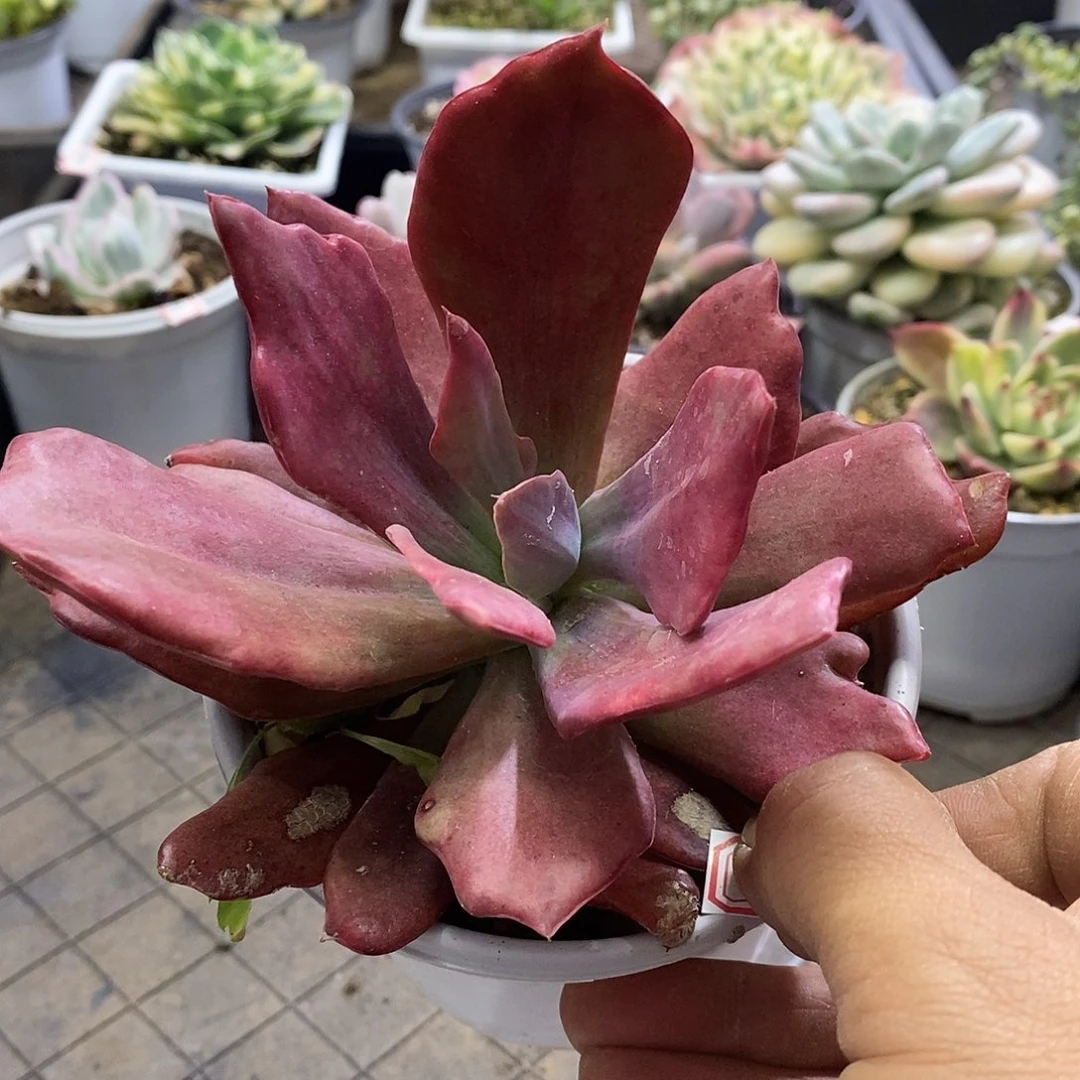 0410钻石锦多肉植物