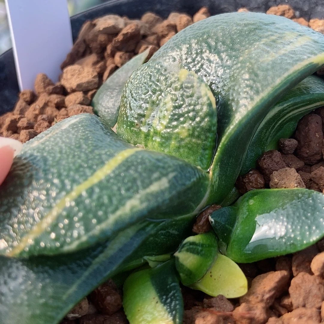 四**泰687卧牛实生带盆发货