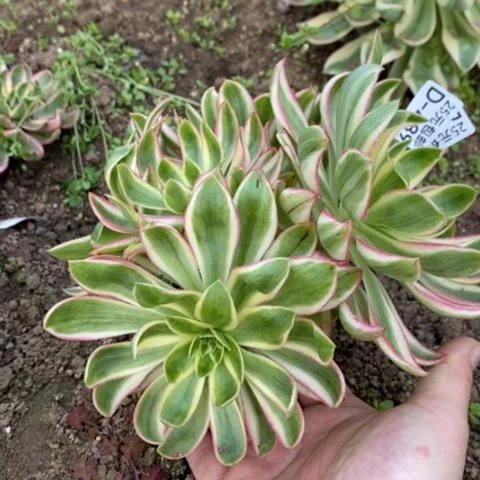 489青莲满25包邮多肉