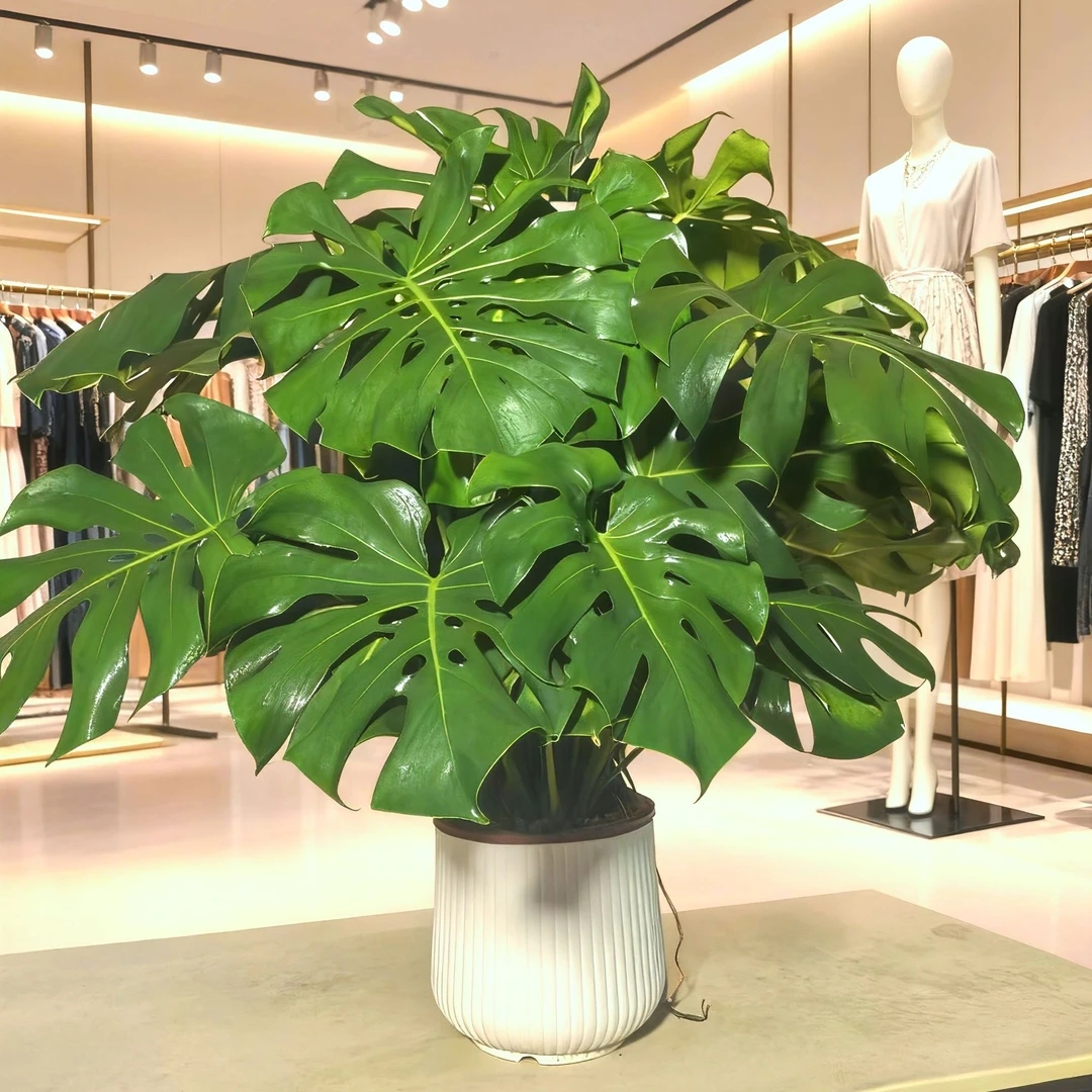 【好龟背】龟背竹大叶开背室内绿植土培水培四季常青净化空气scyy1