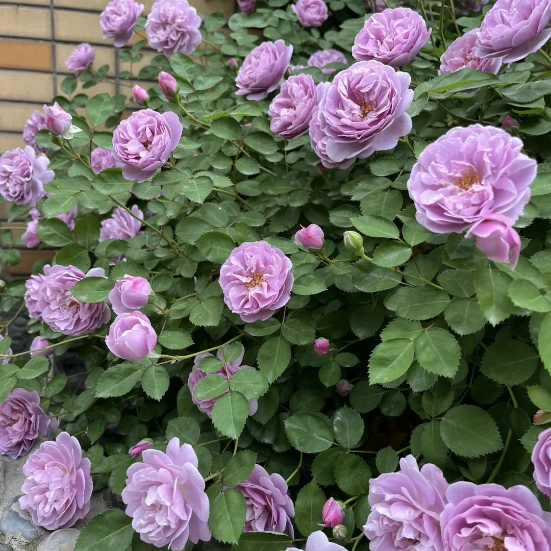 爬藤月季花蓝色阴雨【裸根发货 】盆栽花卉庭院耐晒耐寒花园植物