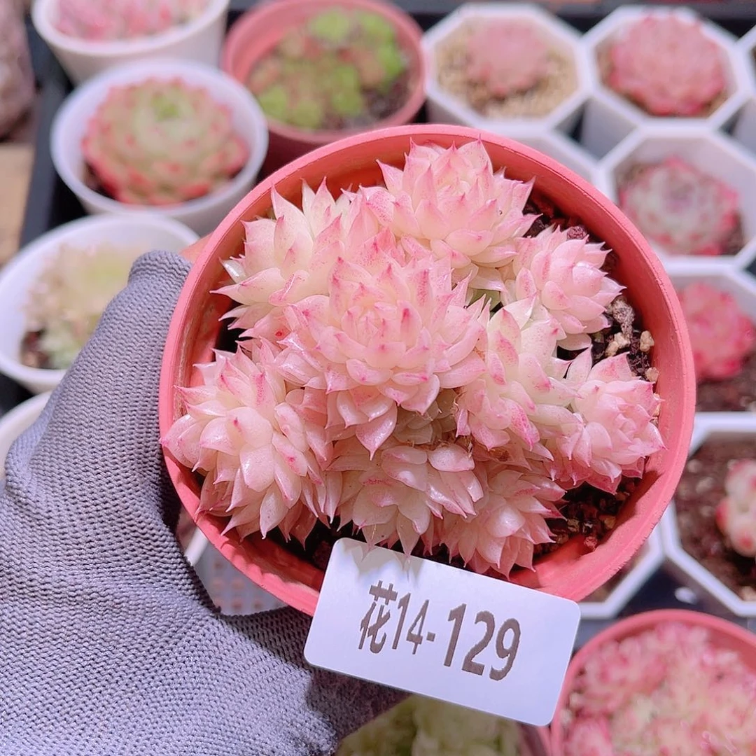 花14-129麦秆群生