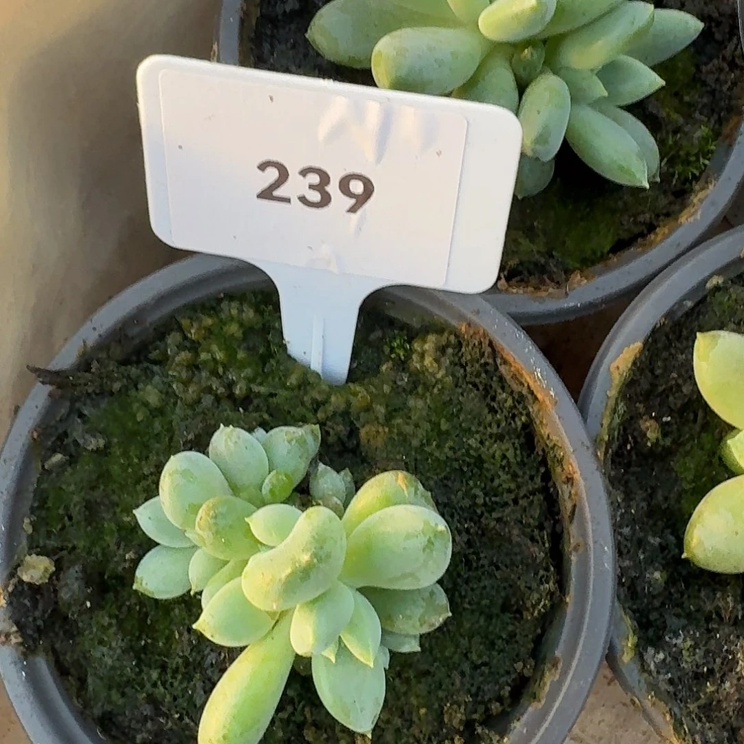 胖体哥特萝莉123456789101112