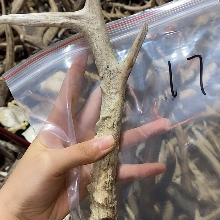 微瑕鹿角鹿角鹿角鹿角鹿角鹿