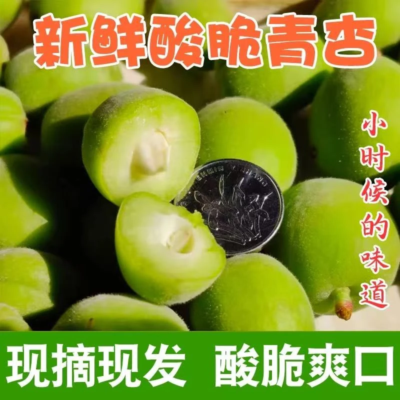 山东大青杏酸爽微甜杏子 新鲜现摘现发当季时令孕妇水果1/5斤
