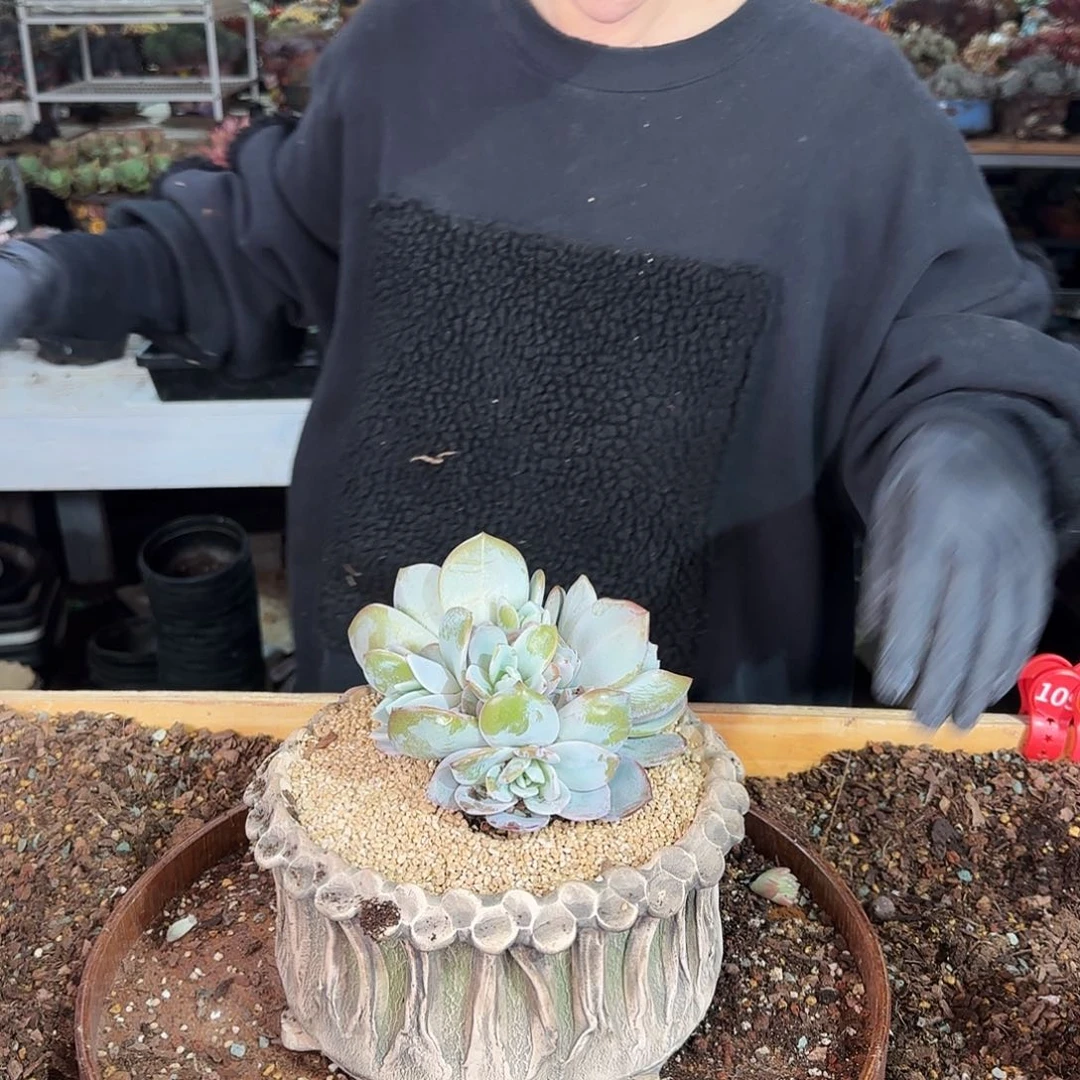 浅*?浅酌，盆88             盆