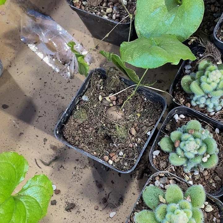 龟甲龙带盆土发过