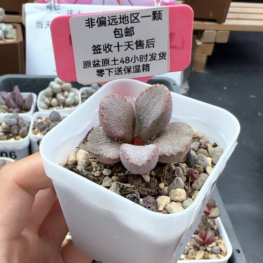176彩虹翼多肉植物