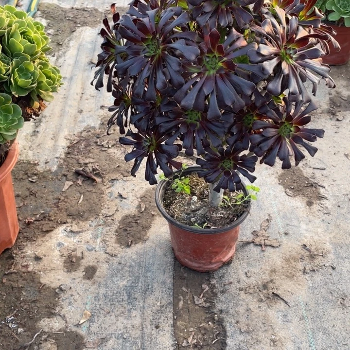 16墨法师多肉多肉植物