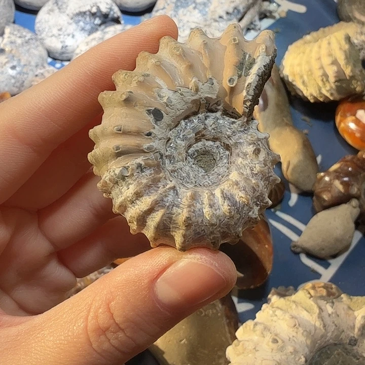石材玉化窦唯雷菊石菊石