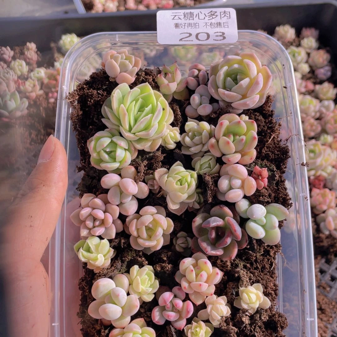 云糖心多肉植物203