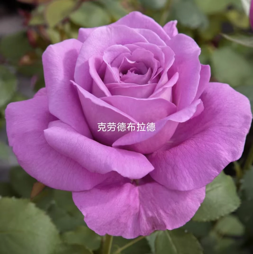 艳姐专属链接（备注花名）