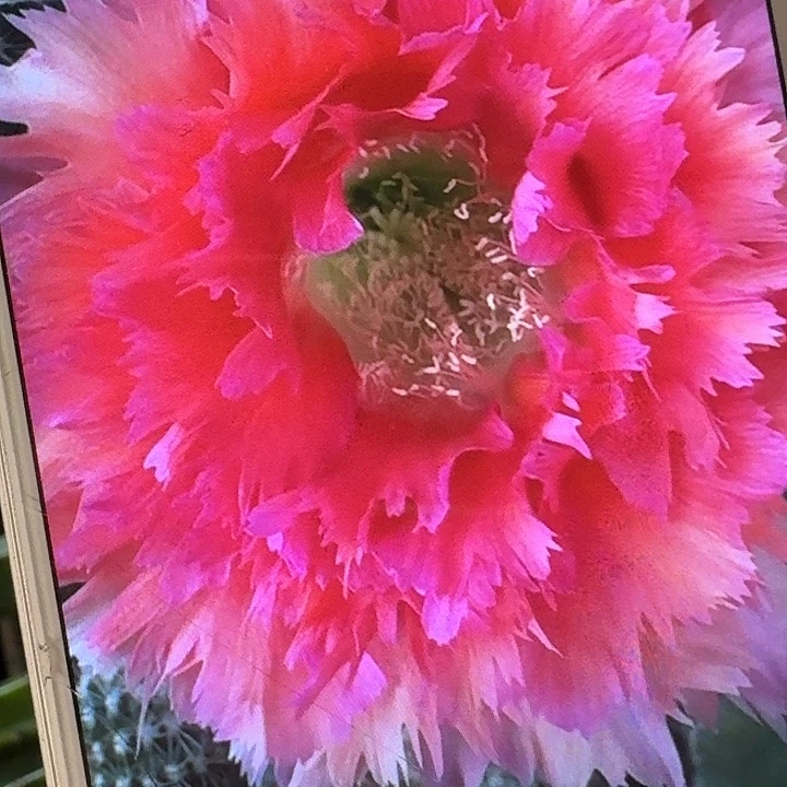 凤六侧芽4公分左右彩草