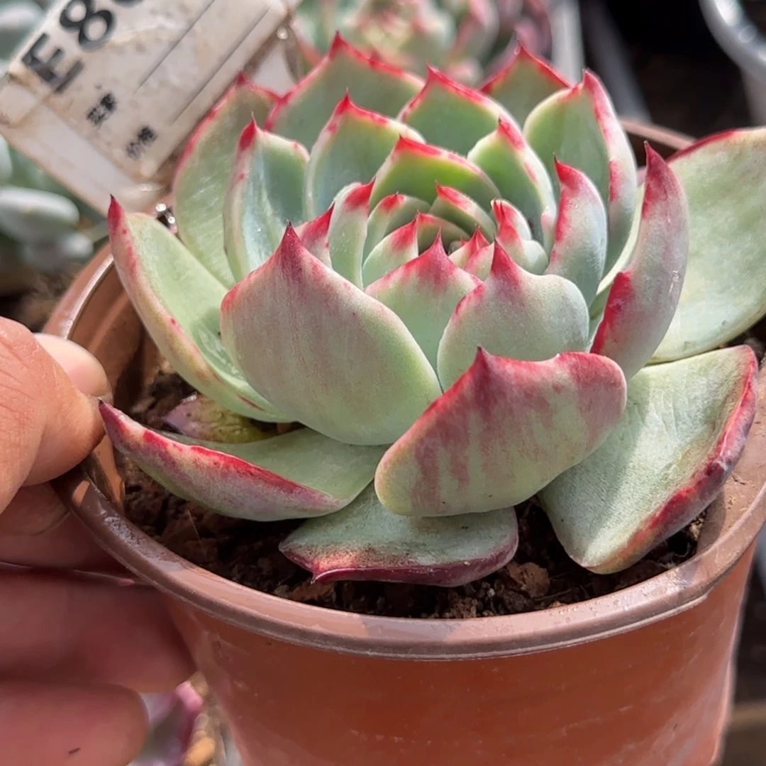 花脸惊鸿一物一拍包装收缩花旱806