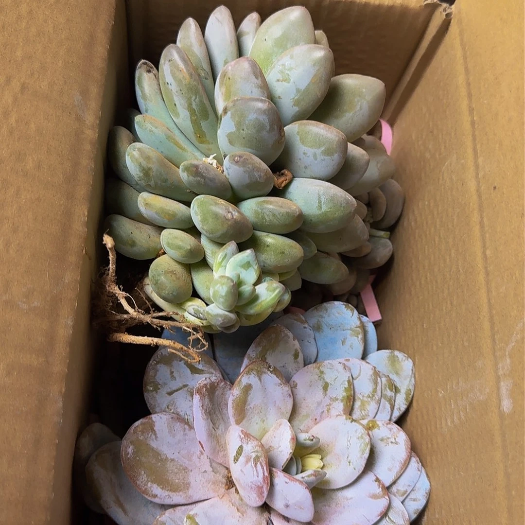 多肉混装 不包损4