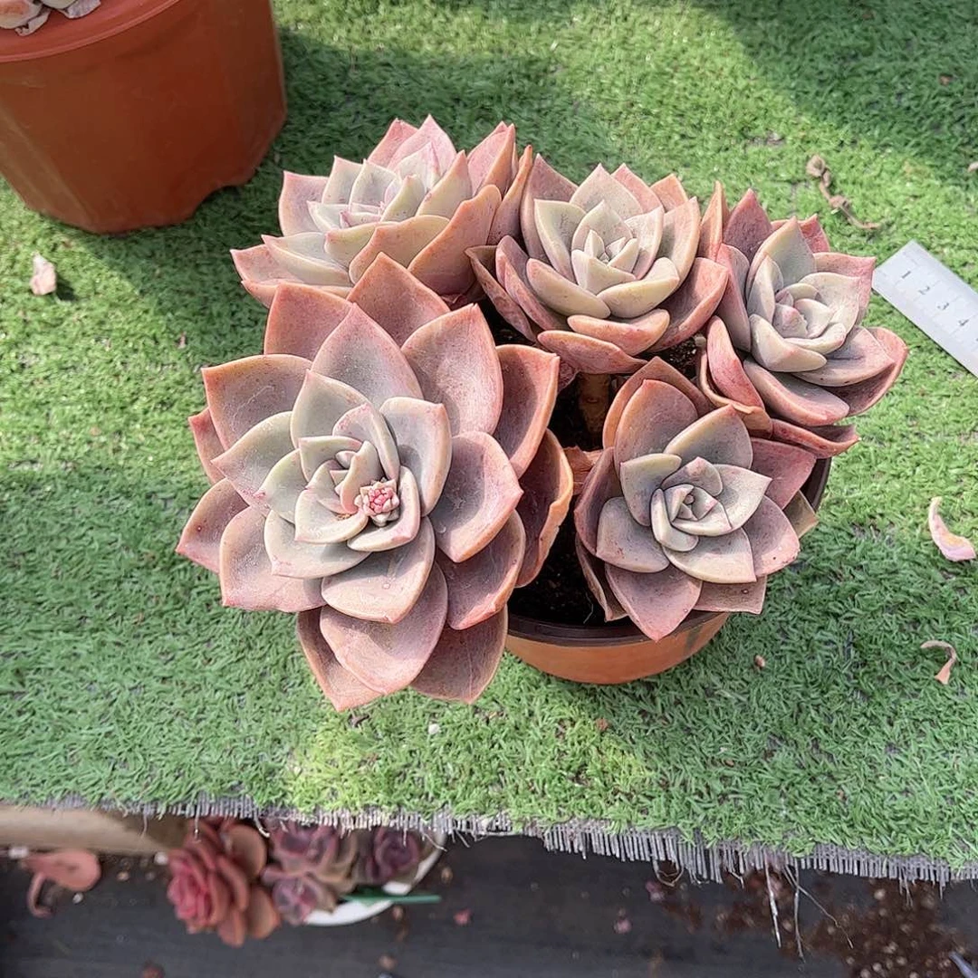 菲*徐鹤多肉植物保护48