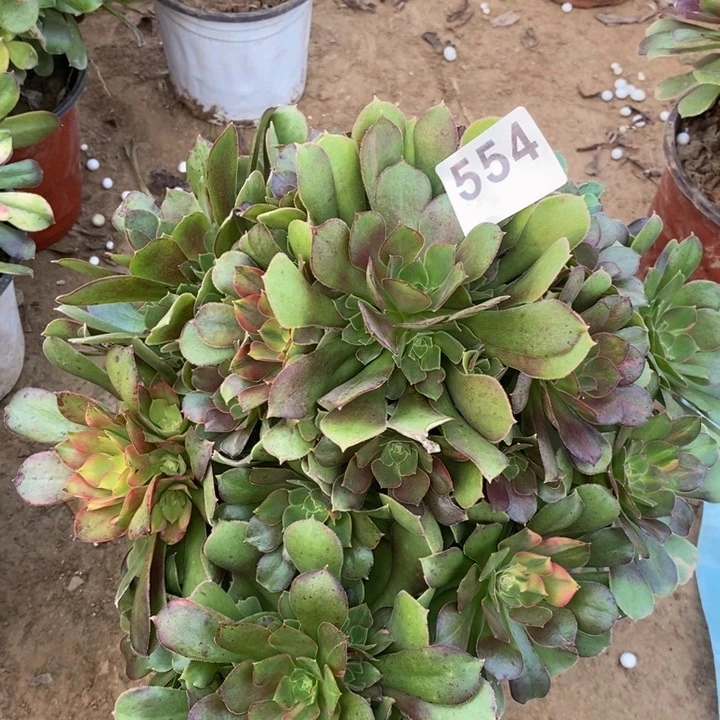 554韶秀七彩多肉