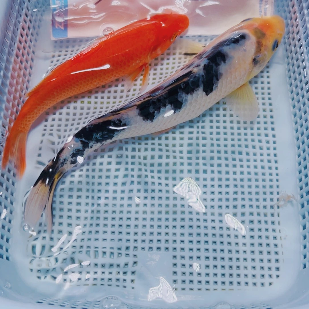 海水鱼锦鲤观赏鱼116