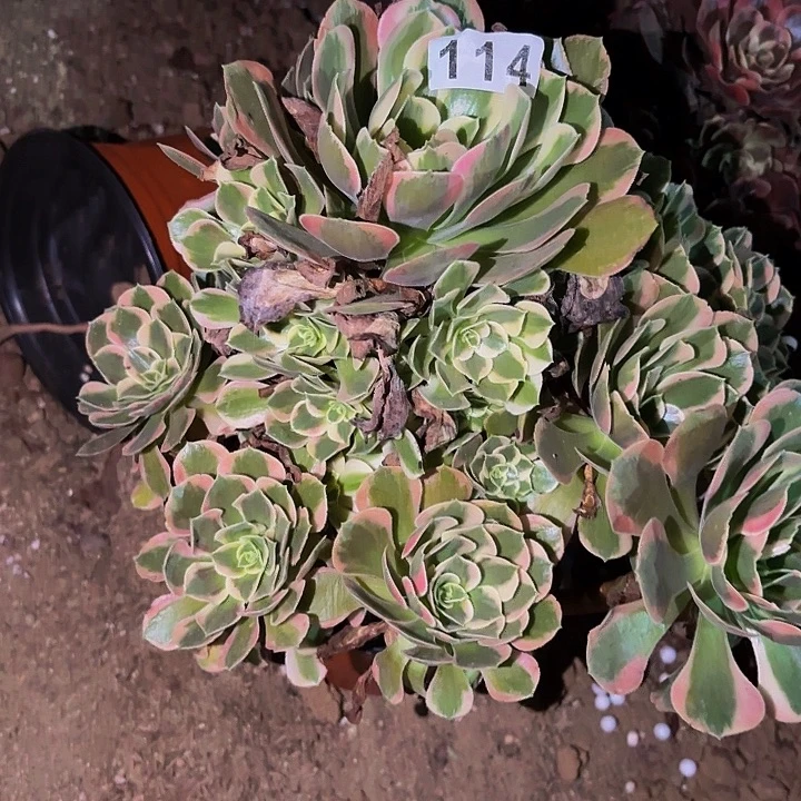 114女妖多肉植物不售后