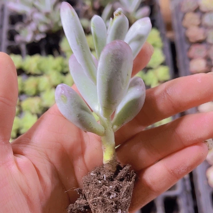 乒乓福娘多肉植物