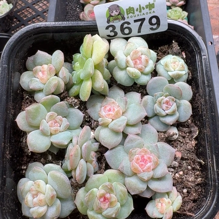 多肉植物多肉植物