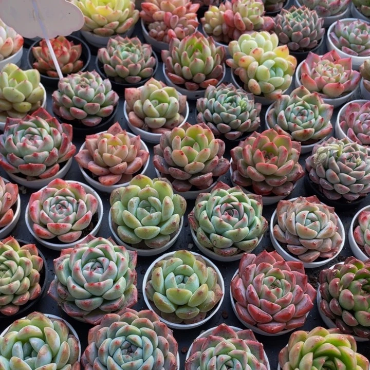 韩国精品20颗带盆土5厘米