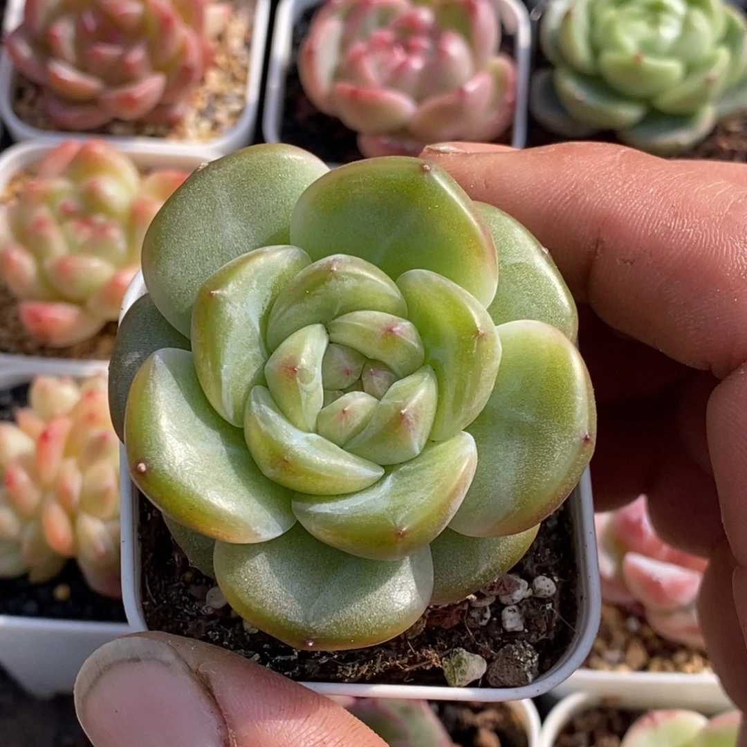 天官赐福百无禁忌