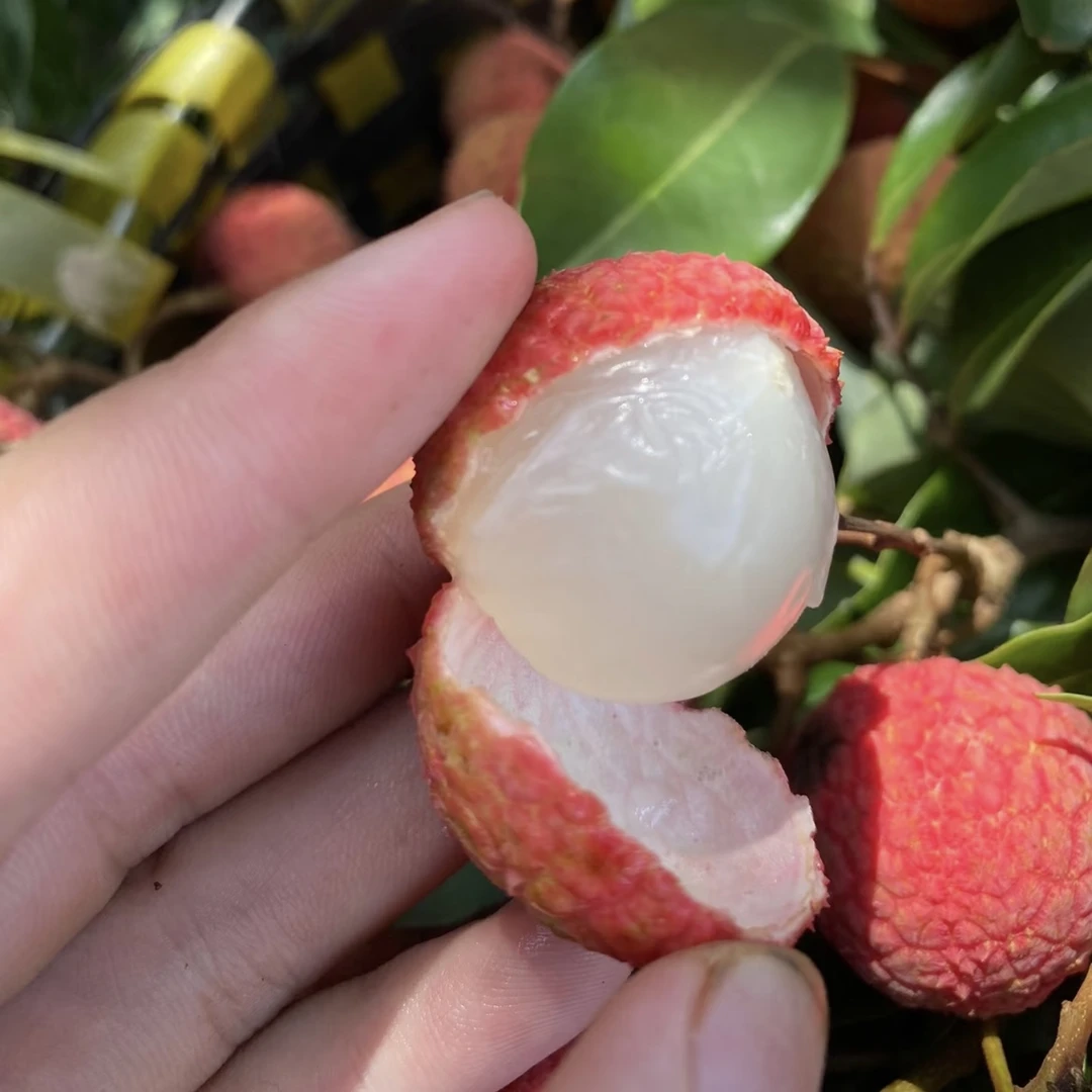 【明日达】广东高州荔枝白糖罂带箱3斤新鲜采摘现货直发包邮到家次日达广东省广东省广东省