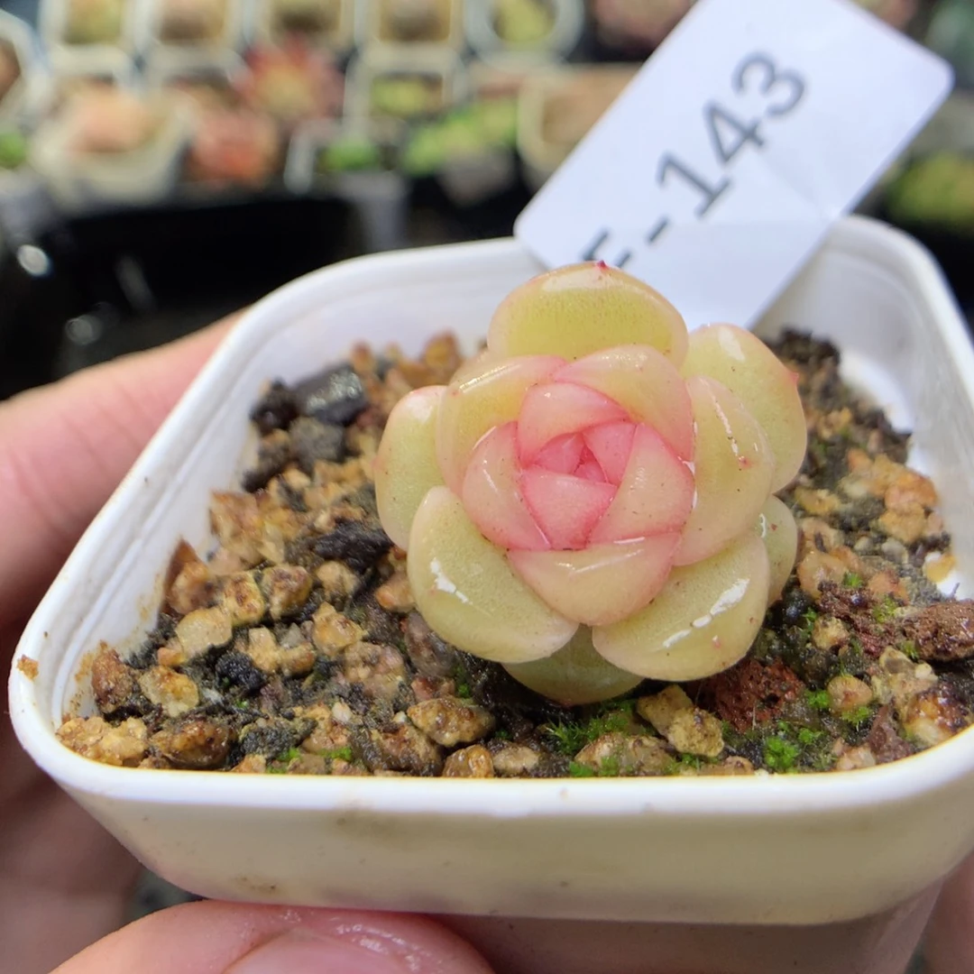 F143y yy y y y y y y y y