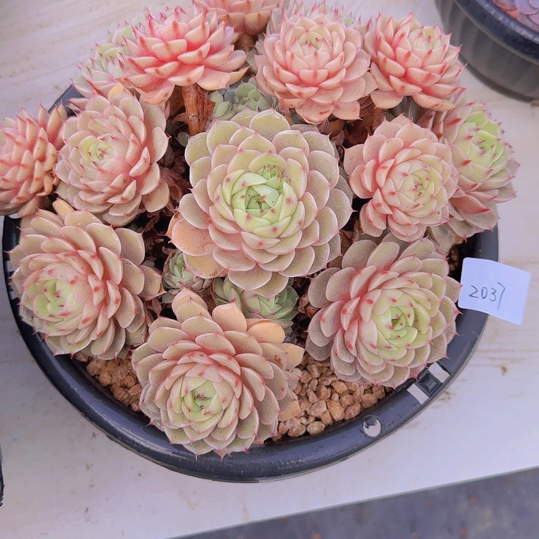 2037本吧多肉植物