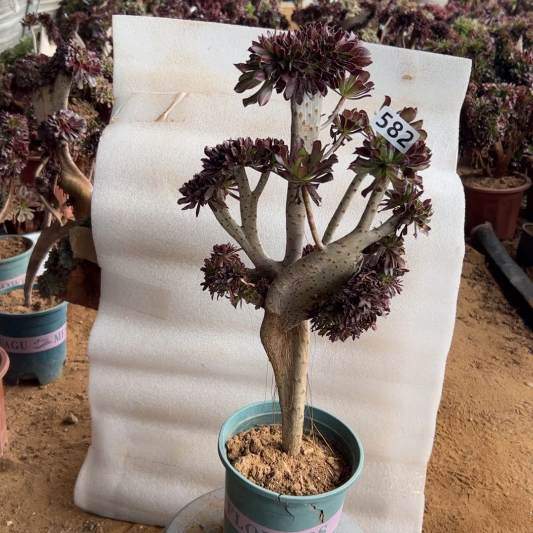 有伤黑缀582高度44厘米