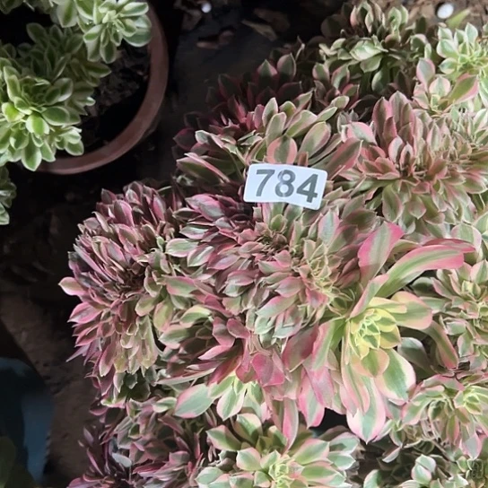 用***7多肉植物一个女巫784