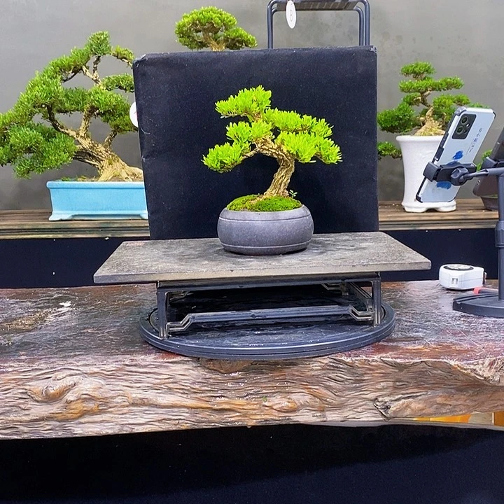 无花朵黄杨盆景四季常青