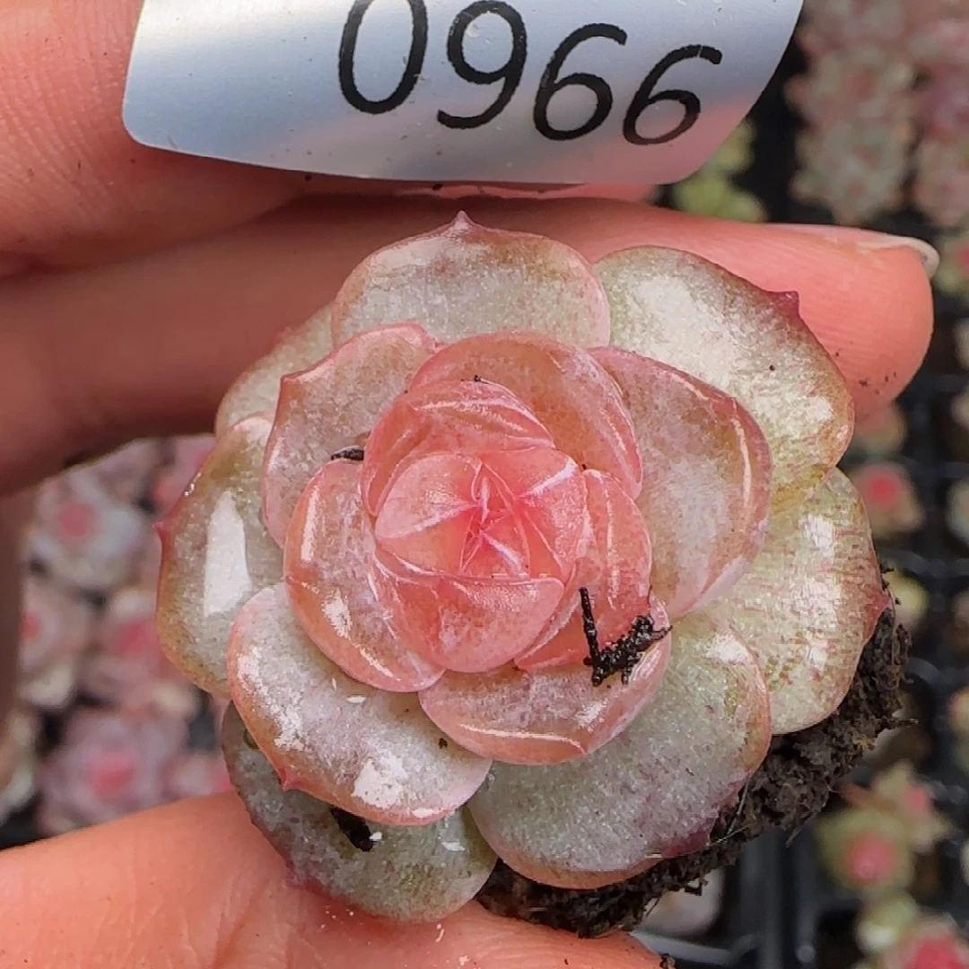 966号乌拉拉加一颗溏心珍妮