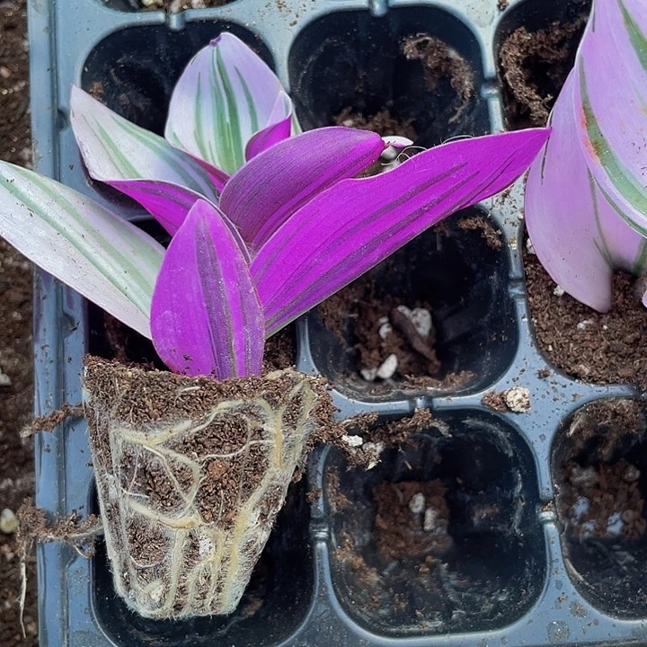 婚礼油画1.5带土发