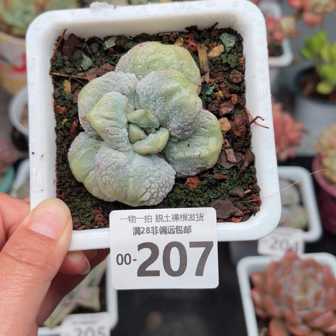 留财饺子皮多肉多肉肉