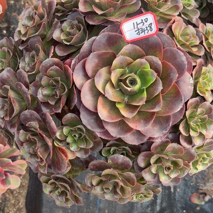 魅金玫瑰多肉法师不包损38