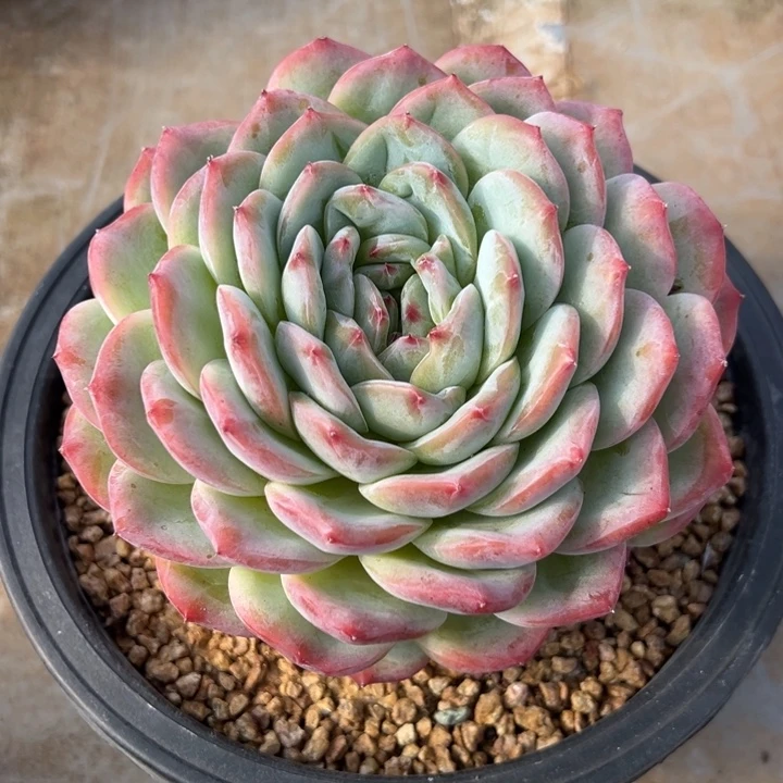 红袖 单头 多肉植物