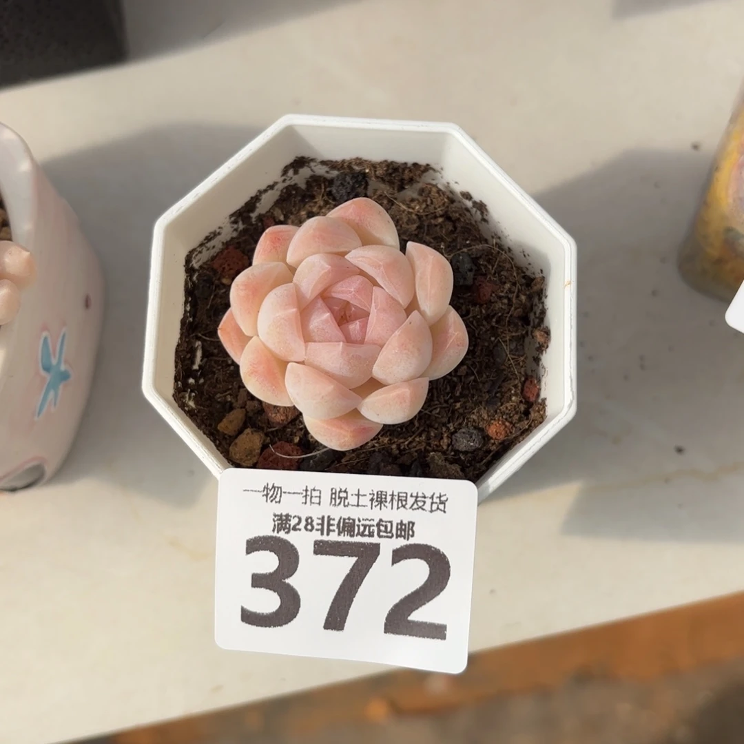 白桃汽水单头无盆土发货