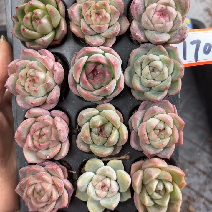 精品170。