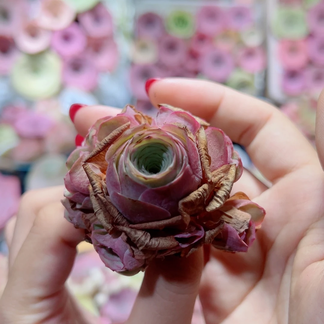 349落樱手捧花。