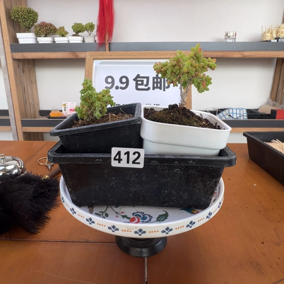 枝干番杏多肉植物412