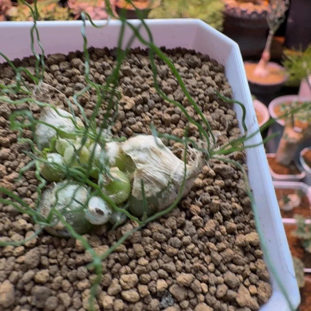 泰迪海葱351 仙人球