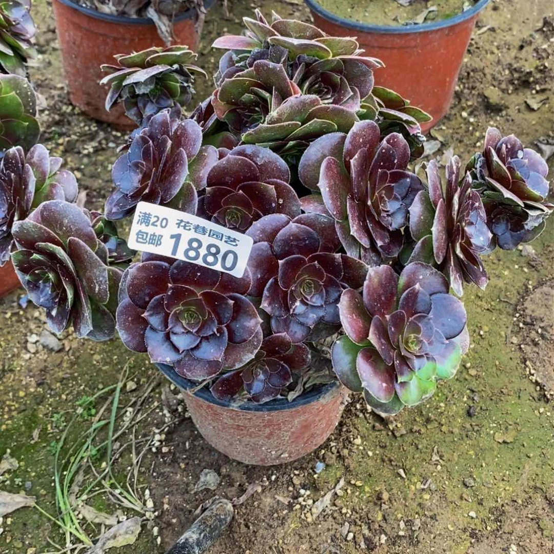 1880 号一物一拍多肉植物